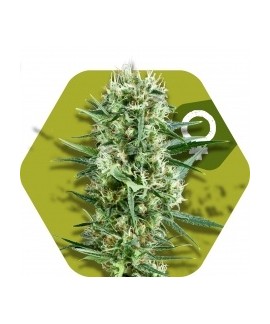 Crazy Cookies online comprar Crazy Cookies