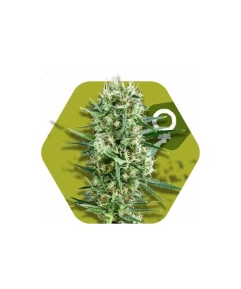 Comprar Crazy Cookies de Zambeza Seeds