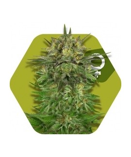Blue Brilliant de Zambeza Seeds
