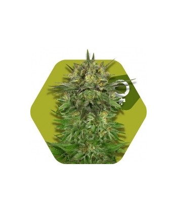 Comprar Blue Brilliant de Zambeza Seeds