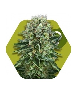Og Bubble Gum online comprar Og Bubble Gum