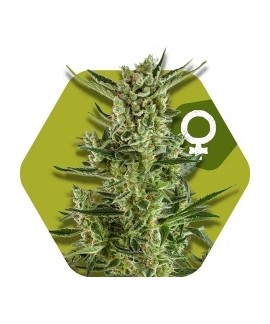 Blueberry Cheese online comprar Blueberry Cheese
