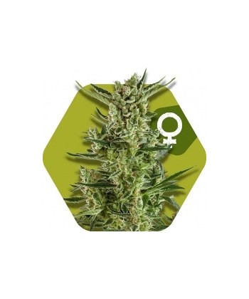 Comprar Blueberry Cheese de Zambeza Seeds