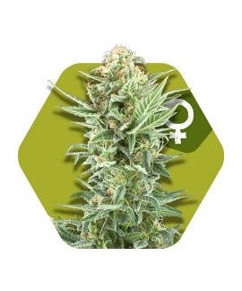 Power Kush online comprar Power Kush