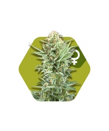 Comprar Power Kush de Zambeza Seeds