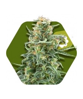 Little Dwarf Auto de Zambeza Seeds