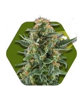 Power Plant XL-Auto