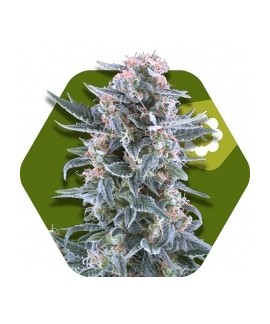 Blueberry Auto