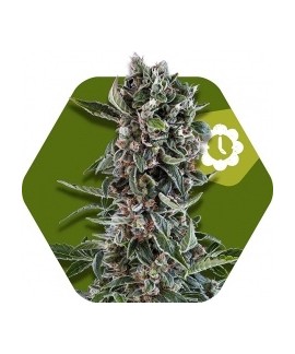 Blueberry Cheese Auto