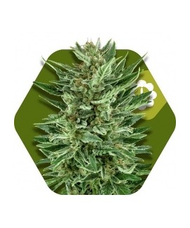 White Cheese-Auto