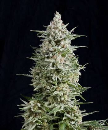 Comprar Amnesia Kush a Granel