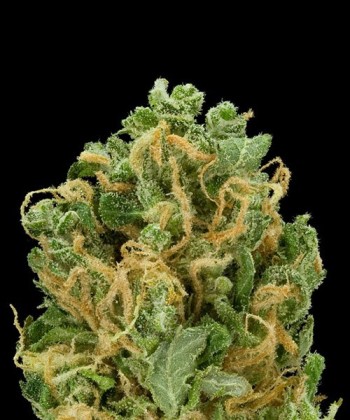 Comprar Redberry