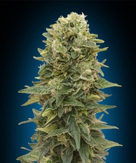 Auto Afghan Mass online comprar Auto Afghan Mass