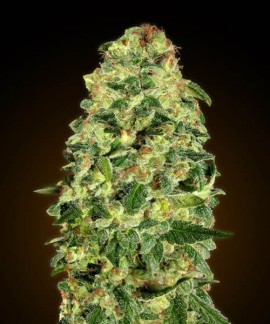 Auto California Kush online comprar Auto California Kush