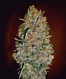 Auto Chocolate Skunk online comprar Auto Chocolate Skunk