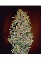 Auto Chocolate Skunk de 00 Seeds Bank