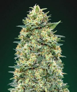 Auto White Widow online comprar Auto White Widow