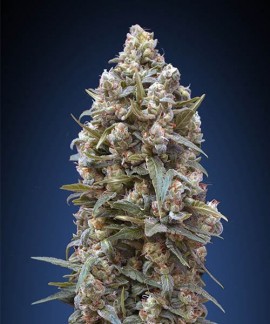 00 Kush online comprar 00 Kush