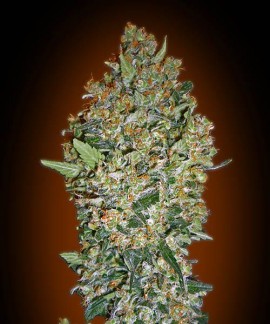 Cheese Berry online comprar Cheese Berry