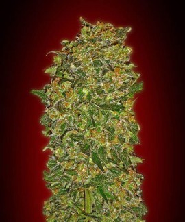Chocolate Kush de 00 Seeds online comprar Chocolate Kush de 00 Seeds