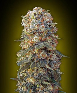Sweet Critical online comprar Sweet Critical