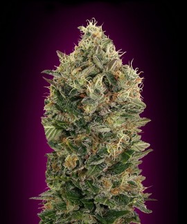 Black Diesel online comprar Black Diesel