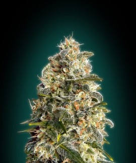 Heavy Bud online comprar Heavy Bud