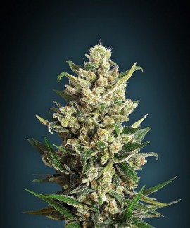 Ice Kush online comprar Ice Kush