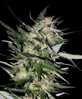 Jack Plant online comprar Jack Plant