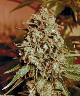Somango Widow online comprar Somango Widow