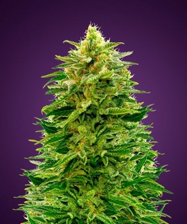 Auto Amnesia online comprar Auto Amnesia