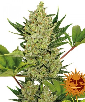 Comprar Auto Blue Cheese de Barney's Farm