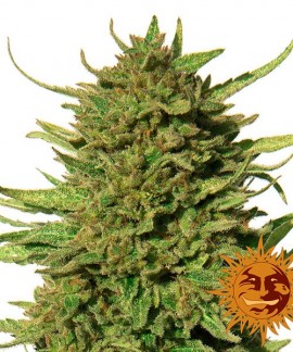 Critical Kush Auto de Barney?s Farm