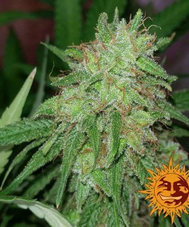 Tangerine Dream online comprar Tangerine Dream