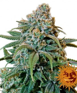 Liberty Haze online comprar Liberty Haze