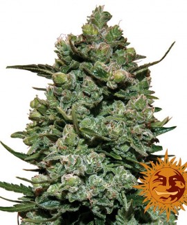 Cookies Kush online comprar Cookies Kush