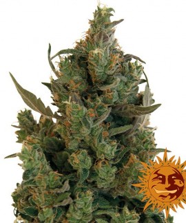 Blue Cheese online comprar Blue Cheese