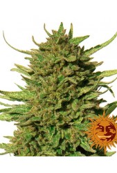 Critical Kush de Barney's Farm