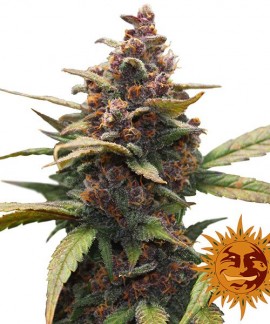 Ayahuasca Purple online comprar Ayahuasca Purple