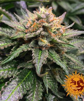 Amnesia Lemon online comprar Amnesia Lemon