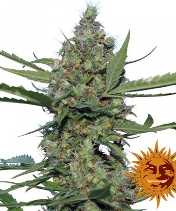 Comprar Laughing Buddha de Barney's Farm