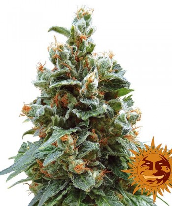 Comprar Vanilla Kush de Barney's Farm