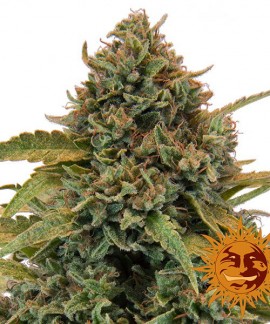 Bad Azz Kush online comprar Bad Azz Kush