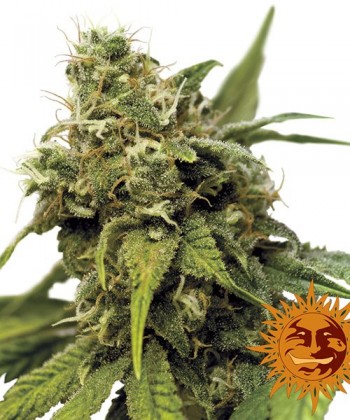 Comprar Utopia Haze de Barney's Farm