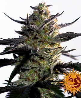 Blueberry Og online comprar Blueberry Og