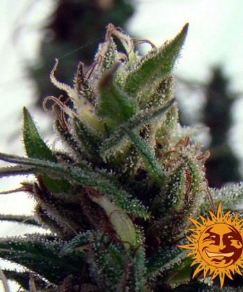 Comprar Dr. Grinspoon de Barney's Farm