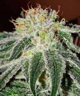 Black Russian online comprar Black Russian