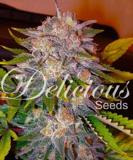 Caramelo de Delicious Seeds
