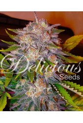 Caramelo de Delicious Seeds