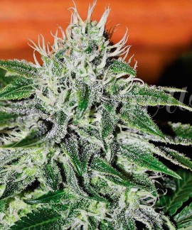 Critical Jack Herer online comprar Critical Jack Herer